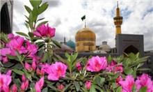 حرم مطهر رضوی گلباران شد