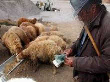 ماجرای گوسفندانی که چیپس وپفک می خورند! ماجرای گوسفندانی که چیپس وپفک می خورند!