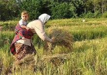 برنج‌های مافیایی