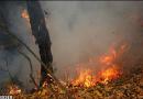 صهیونیست درختی سوخته